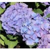 Hydrangea macr. 'Renate Steiniger'  Hortenzie velkolistá  'Renate'
