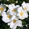 Rosa KORDES 'Escimo'® bílá  růže polyantha  KORDES 'Escimo'®
