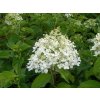 Hydrangea paniculata 'Silver Dollar'  Hortenzie latnatá 'Silver Dollar'