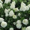 Hydrangea paniculata 'Silver Dollar'  Hortenzie latnatá 'Silver Dollar'