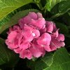 Hydrangea macr. 'Teller Red'  Hortenzie  'Teller Red'