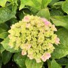 Hydrangea macr. 'Peppermint®'  Hortenzie velkokvětá 'Peppermint®'
