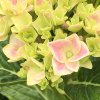 Hydrangea macr. 'Peppermint®'  Hortenzie velkokvětá 'Peppermint®'