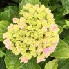 Hydrangea macr. 'Peppermint®'  Hortenzie velkokvětá 'Peppermint®'