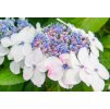 Hydrangea macr. 'White Wave'  Hortenzie  'White Wave'