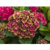 Hydrangea macr. 'Grünes Gewölbe'®  hortenzie  'Grünes Gewölbe'®