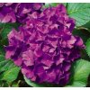 Hydrangea macr.'Hovaria® Hobergine'  Hortenzie 'Hovaria® Hobergine'