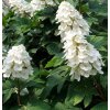 Hydrangea querc. 'Snow Giant'  Hortenzie dubolistá  'Snow Giant'