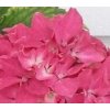 Hydrangea macr. 'Pia'  Hortenzie  'Pia'