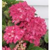 Hydrangea macr. 'Pia'  Hortenzie  'Pia'