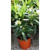 Nerium oleander v kultivarech  Oleandr obecný