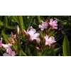 Nerium oleander v kultivarech  Oleandr obecný