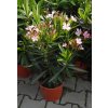 Nerium oleander v kultivarech  Oleandr obecný
