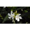 Nerium oleander v kultivarech  Oleandr obecný