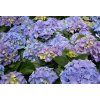 Hydrangea macr. 'Early Blue'®  hortenzie velkokvětá 'Early Blue'®