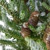 Abies koreana 'Silberlocke'  Jedle korejská  'Silberlocke'