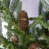 Abies koreana 'Silberlocke'  Jedle korejská  'Silberlocke'