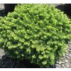 Picea abies 'Little Gem'  Smrk ztepilý  'Little Gem'