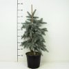Picea pungens 'Koster'  Smrk pichlavý  'Koster'