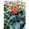 Lychnis chalcedonica 'Red'  Kohoutek velkokvětý  'Red'