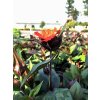 Lychnis chalcedonica 'Red'  Kohoutek velkokvětý  'Red'
