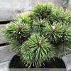 Pinus mugo 'Boží Dar'  Borovice kleč  'Boží Dar'