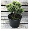 Pinus mugo 'Boží Dar'  Borovice kleč  'Boží Dar'