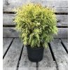 Thuja occ. 'Danica Aurea'  Zerav západní  'Danica Aurea'