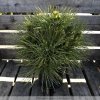 Pinus nigra 'Nana Wurstle'  Borovice černá  'Nana Wurstle'
