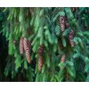 Picea abies  Smrk ztepilý