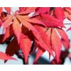 Acer palm. 'Osakazuki'  javor dlanitolistý