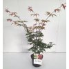 Acer palm. 'Osakazuki'  javor dlanitolistý
