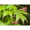 Acer palm. 'Osakazuki'  javor dlanitolistý