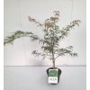 Acer palm. 'Dissectum'  Javor dlanitolistý  'Dissectum'