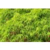Acer palm. 'Dissectum'  Javor dlanitolistý  'Dissectum'