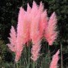 Cortaderia sell. 'Pink Feather'  Pamp.tráva  'Pink Feather'