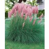 Cortaderia sell. 'Pink Feather'  Pamp.tráva  'Pink Feather'