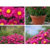 Aster dumosus 'Jenny'  Hvězdnice keříčková 'Jenny'