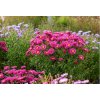 Aster dumosus 'Jenny'  Hvězdnice keříčková 'Jenny'