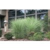 Miscanthus sin. 'Gracillimus'  ozdobnice čínská