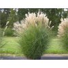 Miscanthus sin. 'Gracillimus'  ozdobnice čínská