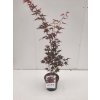 Acer palm. 'Atropurpureum'  Javor dlanitolistý  'Atropurpureum'