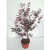 Acer palm. 'Atropurpureum'  Javor dlanitolistý  'Atropurpureum'