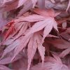 Acer palm. 'Atropurpureum'  Javor dlanitolistý  'Atropurpureum'
