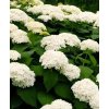 Hydrangea arborescens 'Annabelle'  hortenzie 'Annabelle'