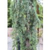 Cedrus atlantica 'Glauca'  cedr atlaský