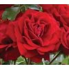 Rosa KM 'Wettra' - červená  růže stromková mnohokvětá 'Wettra'