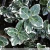 Euonymus fort. 'Emerald Gaiety'  Brslen Fortuneův 'Emerald Gaiety'