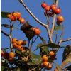 Sorbus aria 'Magnifica'  Jeřáb muk