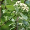 Sorbus aria 'Magnifica'  Jeřáb muk